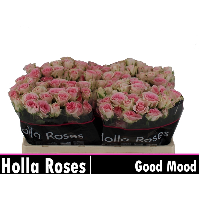 <h4>Good Mood</h4>