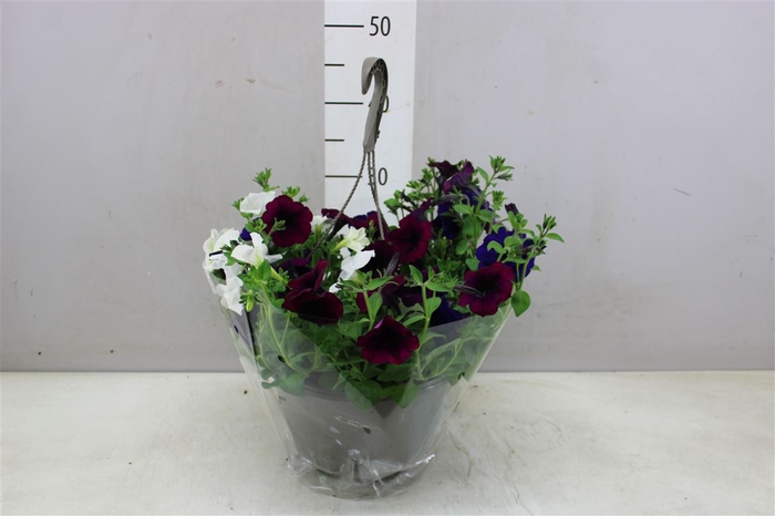 <h4>Petunia Hangpot Tricolore Mix In Pot</h4>