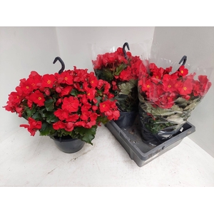 BEGO WF DR ENC RED