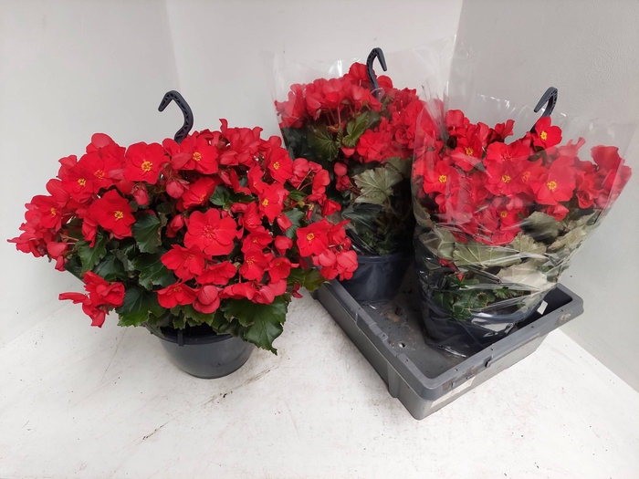 <h4>BEGO WF DR ENC RED</h4>
