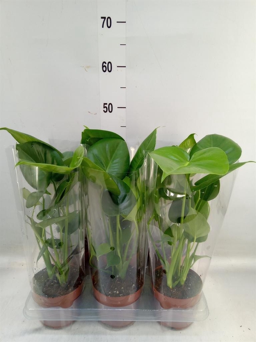 <h4>Monstera   ...</h4>