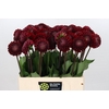 Dahlia BA 'Cornel'