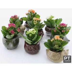 Arr Kalanchoe