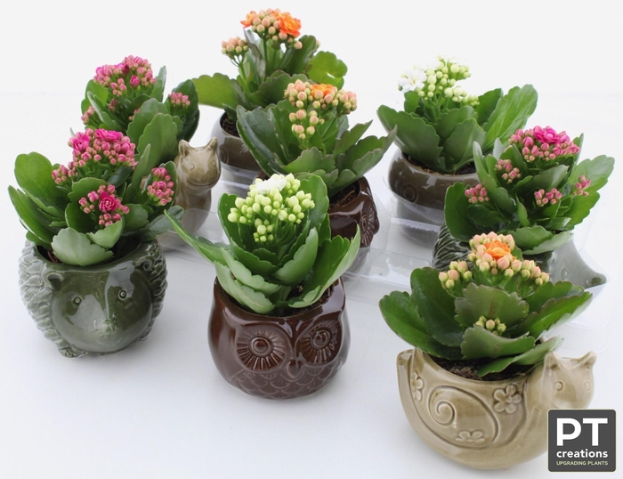 <h4>Arr Kalanchoe</h4>