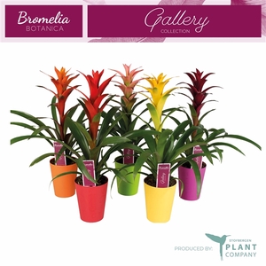 Guzmania variés