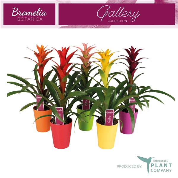 <h4>Guzmania variés</h4>