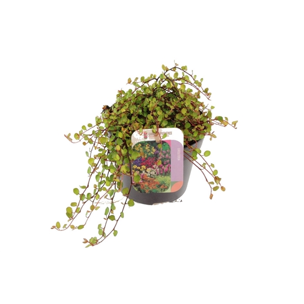 <h4>Muehlenbeckia complexa Golden Girl</h4>