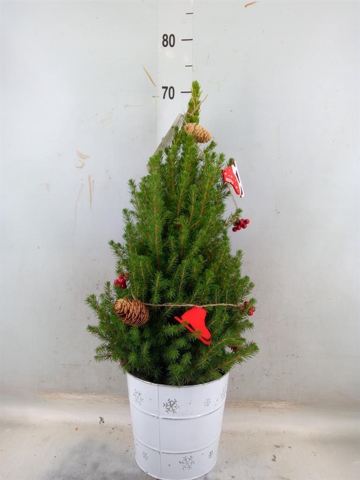 <h4>Picea glauca 'December'</h4>