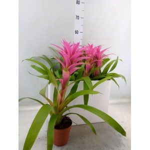 Guzmania  'Suerte Cerise