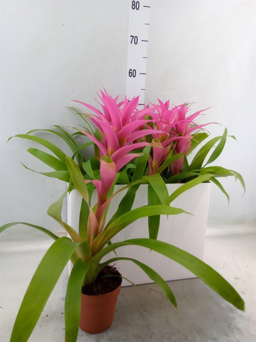 <h4>Guzmania  'Suerte Cerise</h4>
