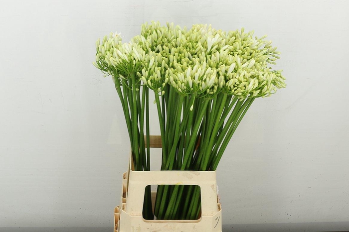 <h4>Agap Gletsjer</h4>