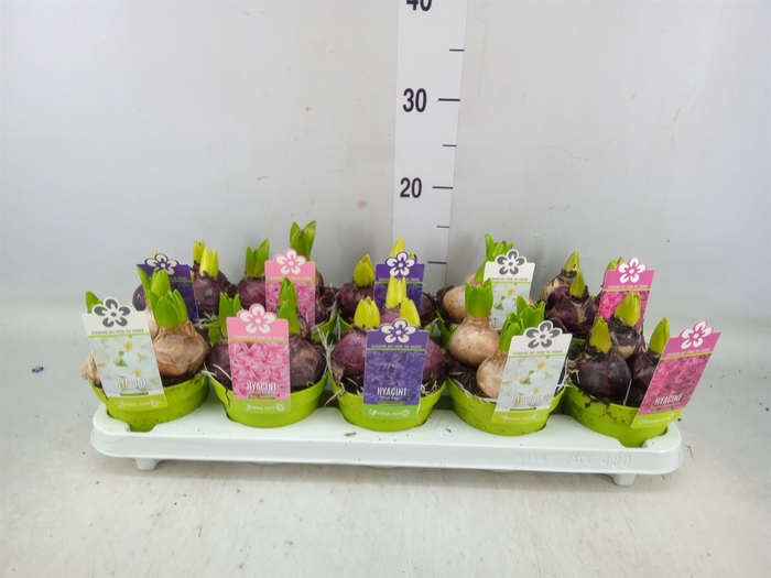 <h4>Hyacinthus orie. 'Pearl'  ...mix  5</h4>