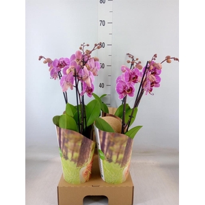 Phalaenopsis   ...lilac