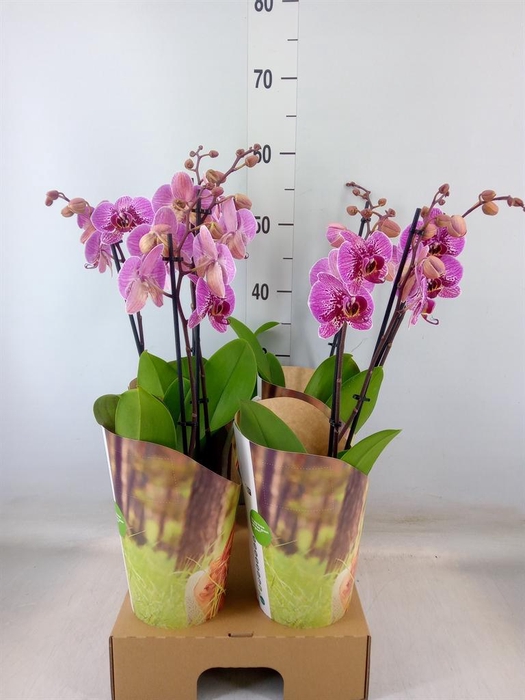 <h4>Phalaenopsis   ...lilac</h4>