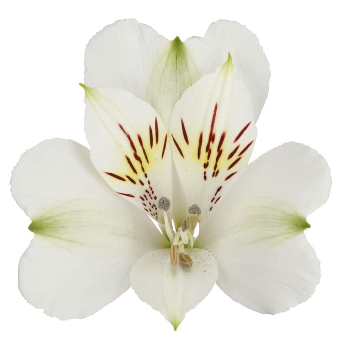 <h4>ALSTR LUZON Tessa</h4>