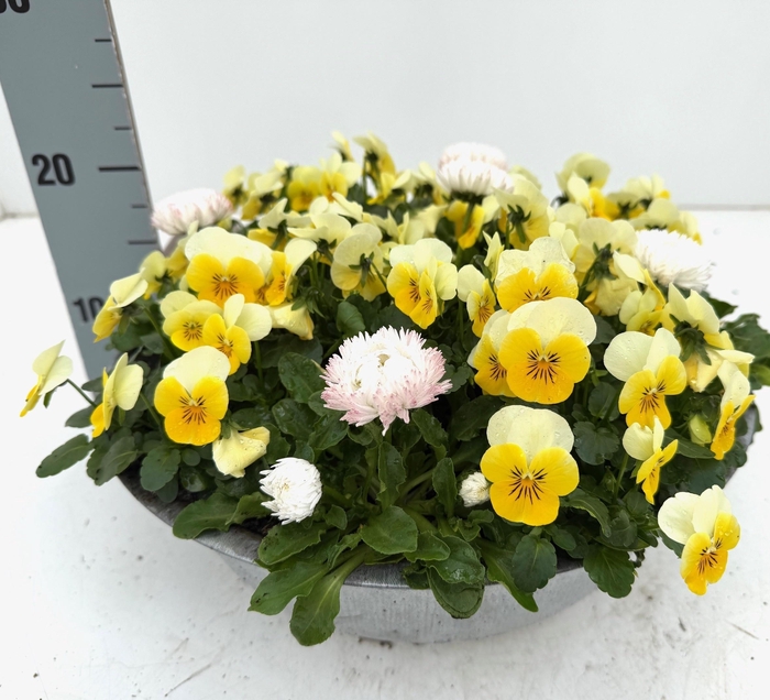 <h4>OVERIGE PERKPL</h4>