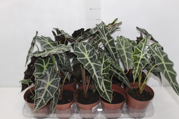 <h4>ALOCASIA POLLY P12</h4>