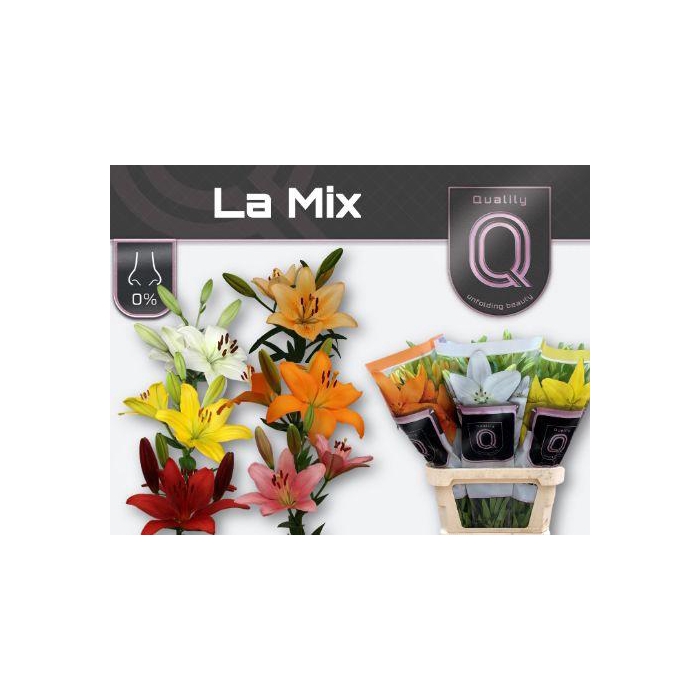 <h4>Li La Gem In Fust</h4>