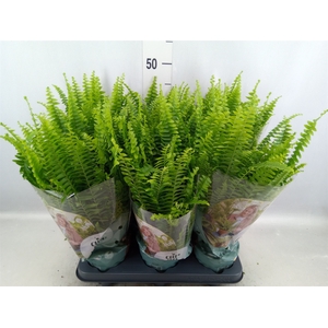 Nephrolepis exal. 'Green Lady'