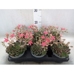 Graptopetalum tacitus