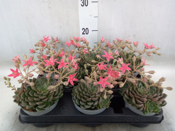 <h4>Graptopetalum tacitus</h4>