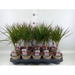 Dracaena marg.