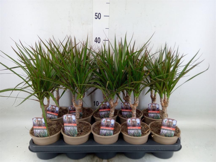 <h4>Dracaena marg.</h4>