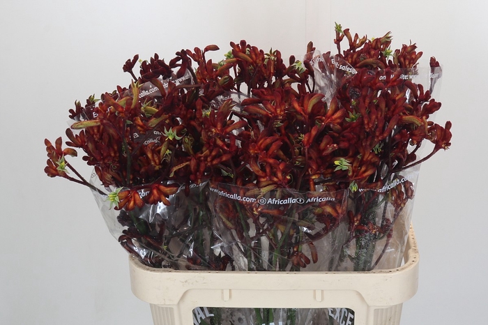 <h4>Anigozanthos Early Spring Indoor</h4>