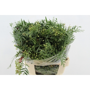 SCHINUS MOLLE