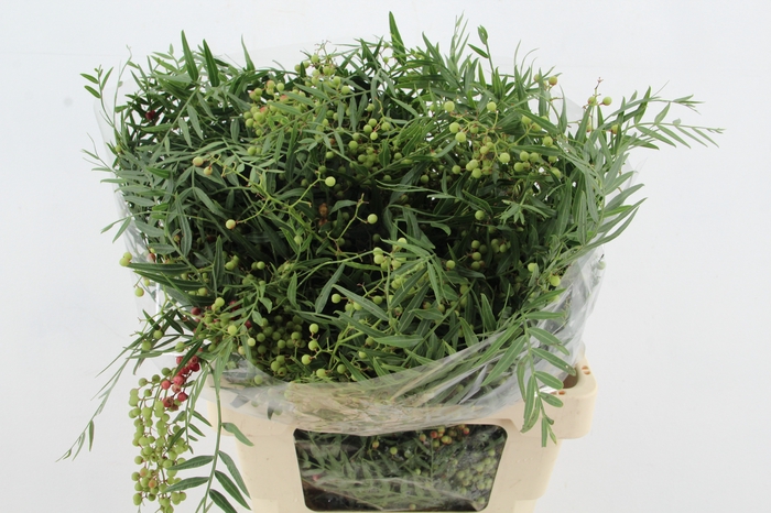 <h4>SCHINUS MOLLE</h4>