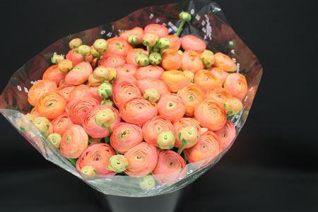 <h4>Cloni Super Zalm</h4>