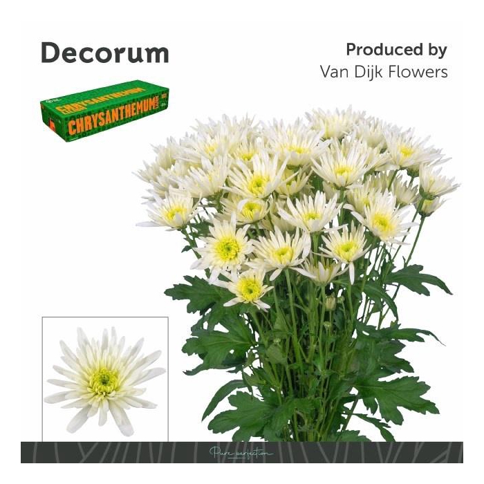 <h4>Chr T Delian White</h4>