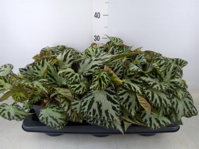 <h4>Begonia BD 'Silver Jewell'</h4>