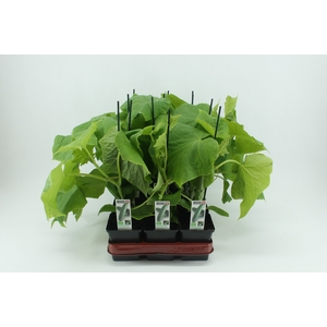 BKH groente 50430 bio Geënte Komkommer