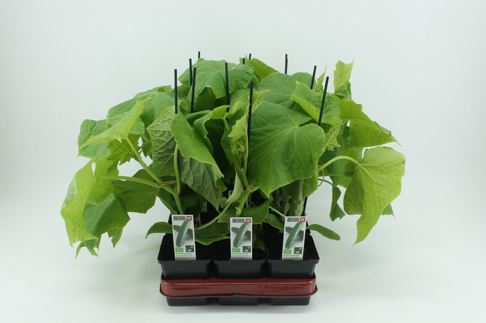 <h4>BKH groente 50430 bio Geënte Komkommer</h4>