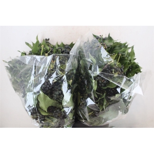 Hedera Berry 200gr P Bunch