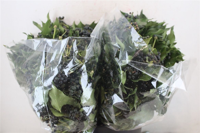 <h4>Hedera Berry 200gr P Bunch</h4>