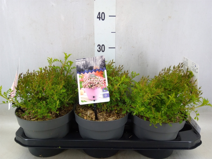 <h4>Rosa   ...mix</h4>