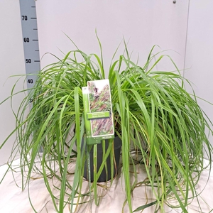 Pennisetum alopecuroides