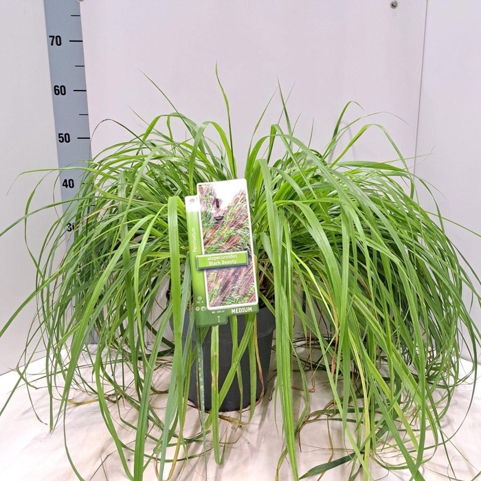 <h4>Pennisetum alopecuroides</h4>