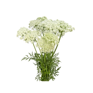 FLOR DE CENOURA BRANCO