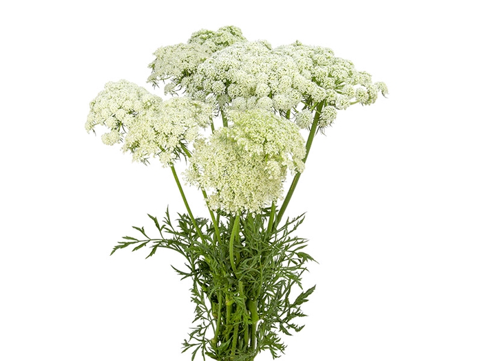 FLOR DE CENOURA BRANCO