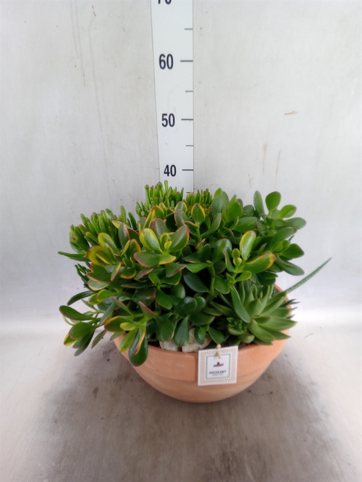 <h4>Arr.  Succulents L%</h4>