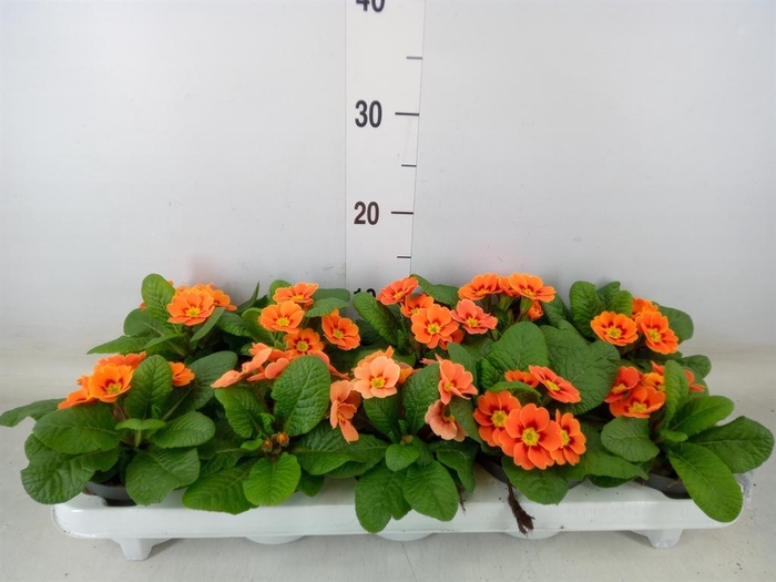 <h4>Primula ac. 'Cottage'</h4>