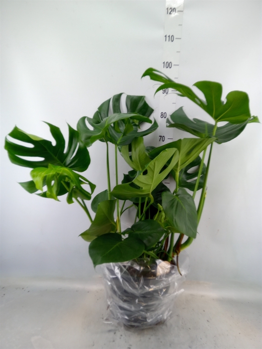 <h4>Monstera delic.</h4>