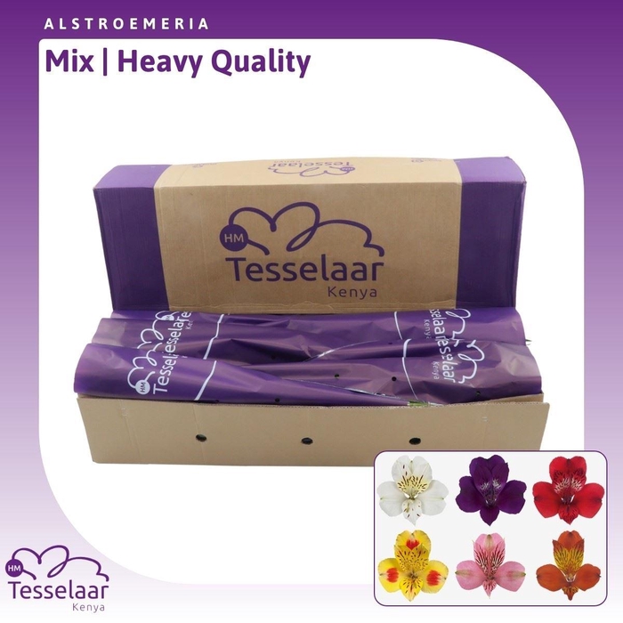 <h4>Alstroemeria Mix | Heavy Quality</h4>