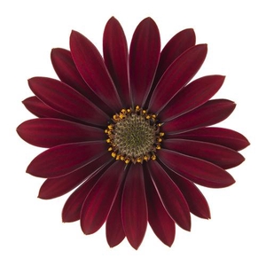 OSTEOSPERMUM ECKLONIS p11 dark red