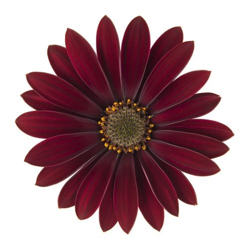 <h4>OSTEOSPERMUM ECKLONIS p11 dark red</h4>