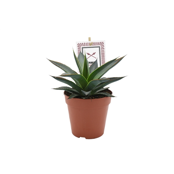 <h4>Agave Shaka Zulu® with etiket</h4>