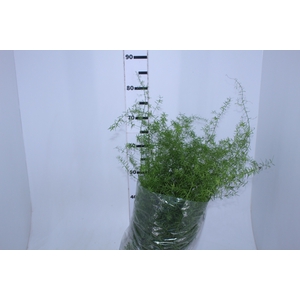 ASPARGO ALFINETE C25